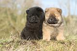 CHOW CHOW 198